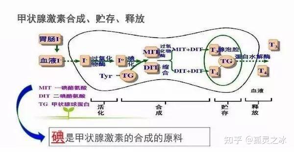 揭秘碘与甲状腺激素的合成之谜，稀缺元素如何发挥关键作用？