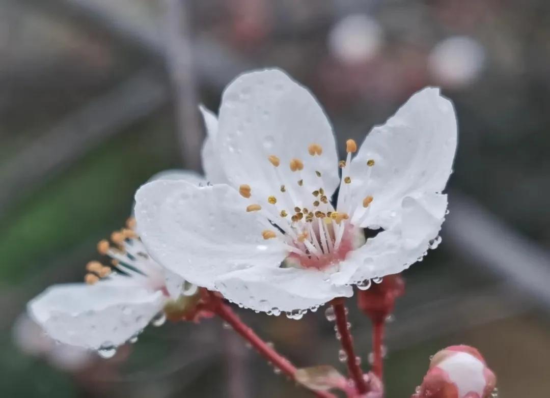 西安下雪了，古都的冬日恋歌