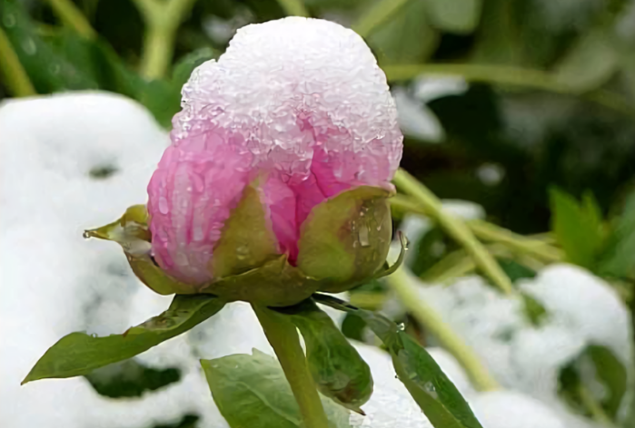 冬去春会来，雪化花会开