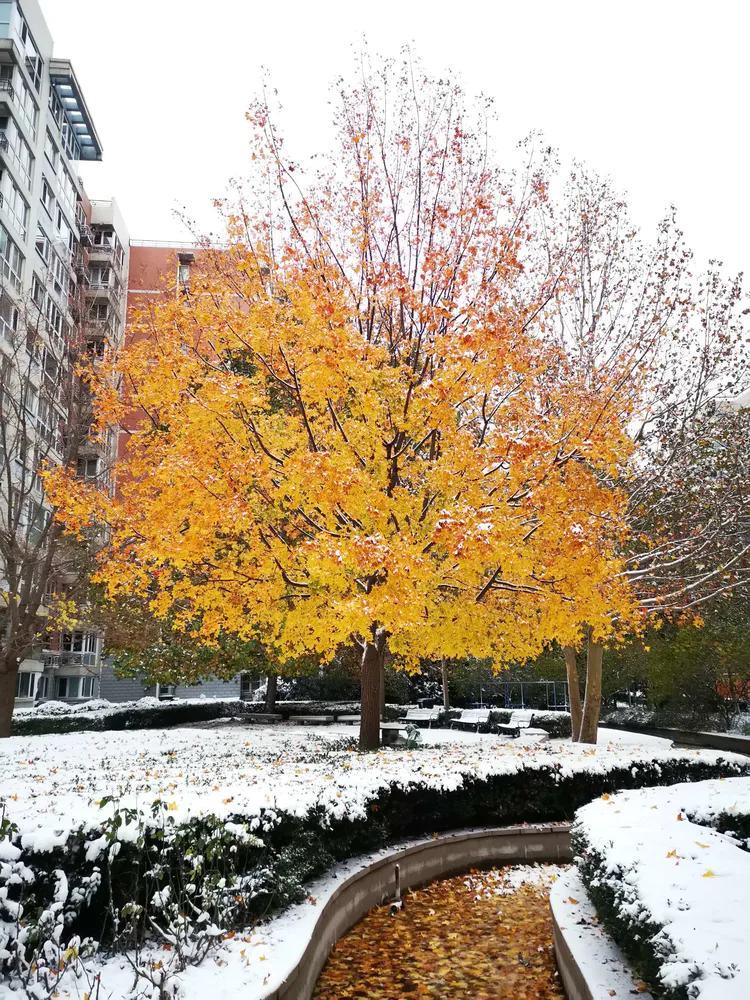 大年初四北京下雪，瑞雪兆丰年