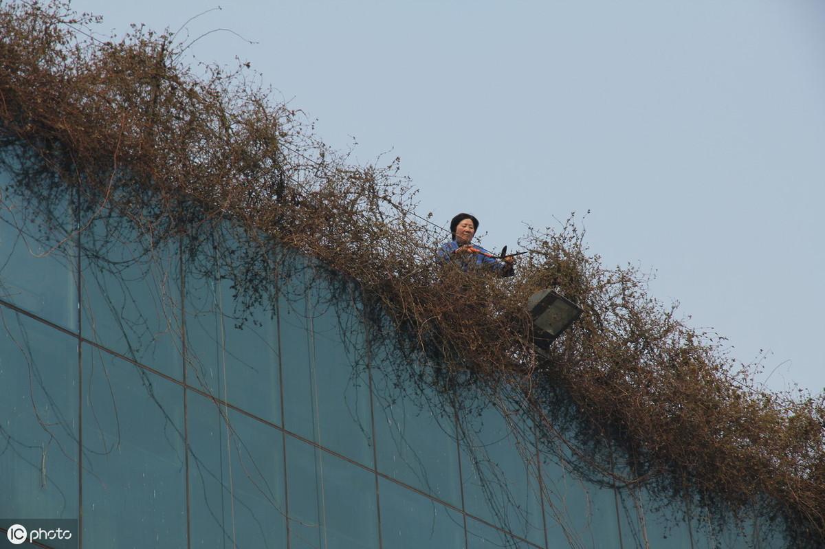 惊！楼顶种树竟成‘隐形杀手’，家中渗水背后的真相让人不寒而栗！