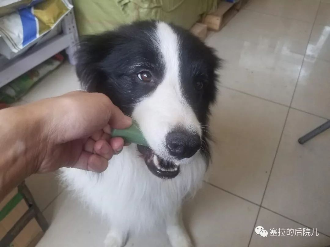 奇迹再现！疑患抑郁症的金雕重拾食欲，背后真相让人泪目！