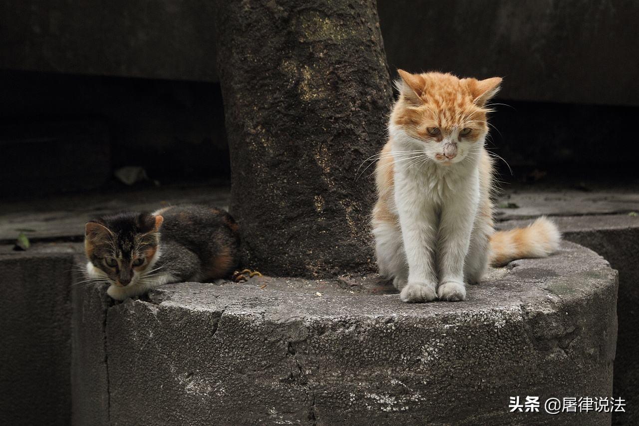 惊！肇事逃逸的竟是一只猫？真相曝光，网友炸锅！